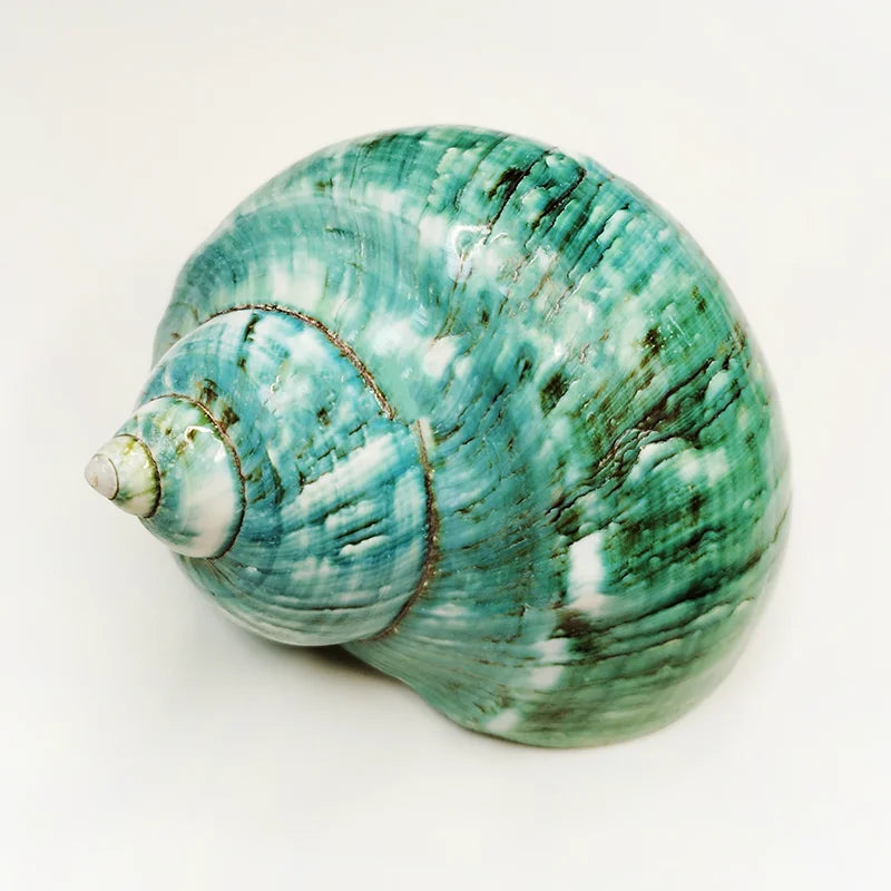 Large Turbo Jade Green Shell with Pearl Band Hermit Crab Sea Shells for Crafting Coastal Home Decor Accent and Vase Filler