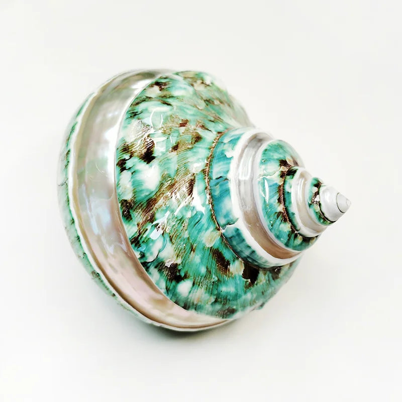 Large Turbo Jade Green Shell with Pearl Band Hermit Crab Sea Shells for Crafting Coastal Home Decor Accent and Vase Filler