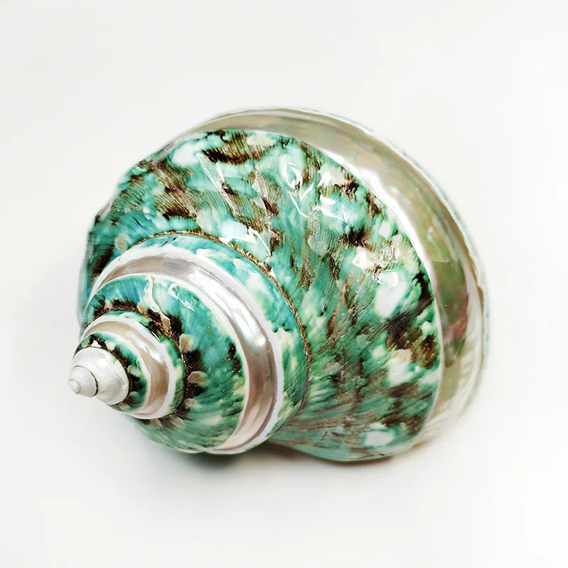 Large Turbo Jade Green Shell with Pearl Band Hermit Crab Sea Shells for Crafting Coastal Home Decor Accent and Vase Filler