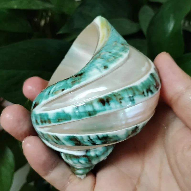 Large Turbo Jade Green Shell with Pearl Band Hermit Crab Sea Shells for Crafting Coastal Home Decor Accent and Vase Filler