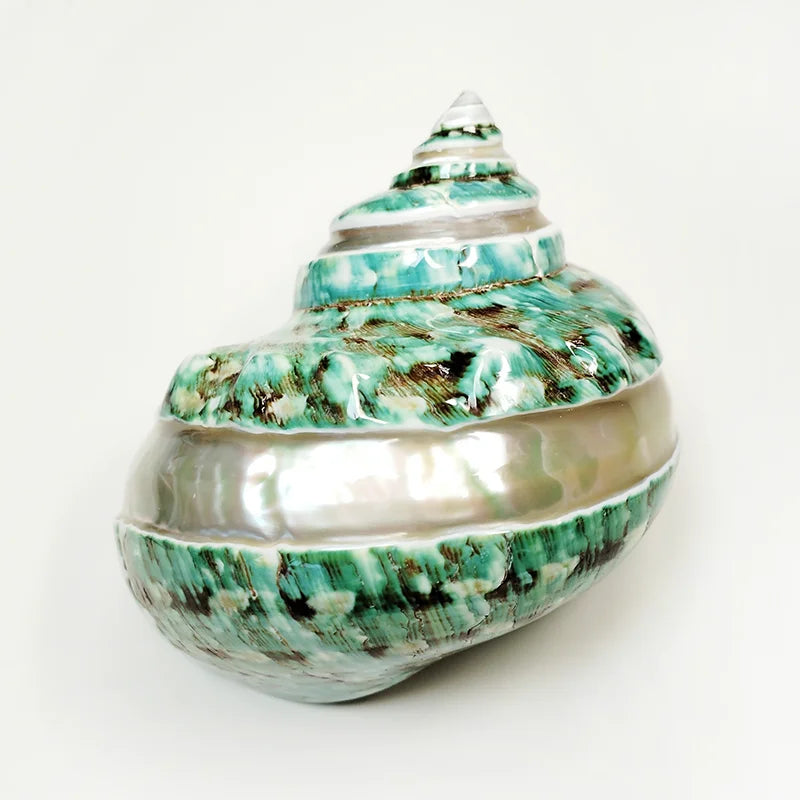 Large Turbo Jade Green Shell with Pearl Band Hermit Crab Sea Shells for Crafting Coastal Home Decor Accent and Vase Filler